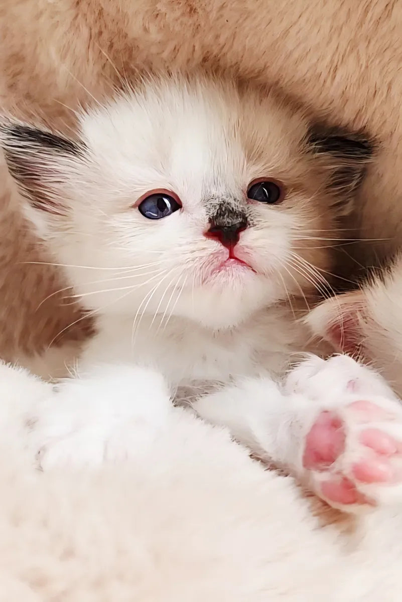 Gatitos Ragdoll Femenino y masculino