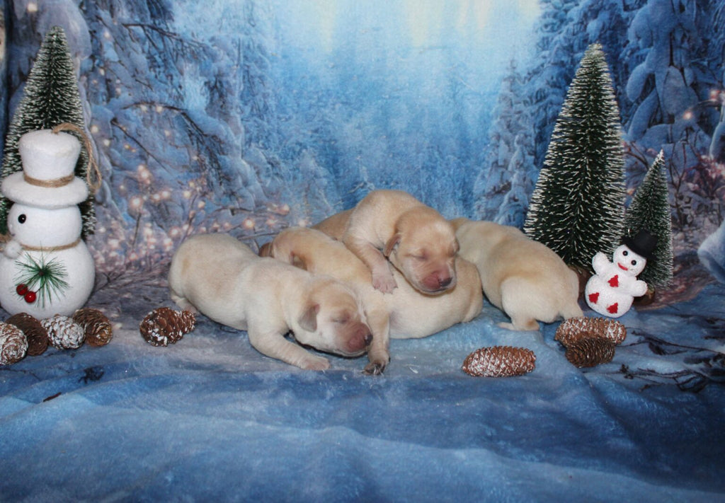 Cachorros de labrador amarillo (sable)