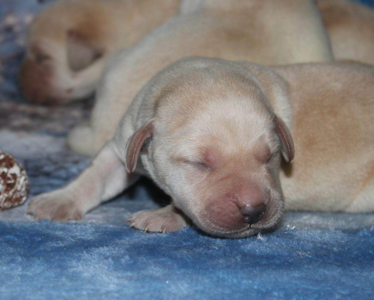 Cachorros de labrador amarillo (sable)