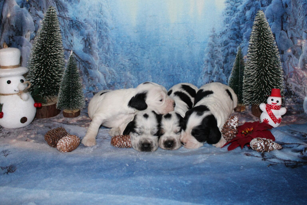 Cachorros de Cocker Spaniel Inglés