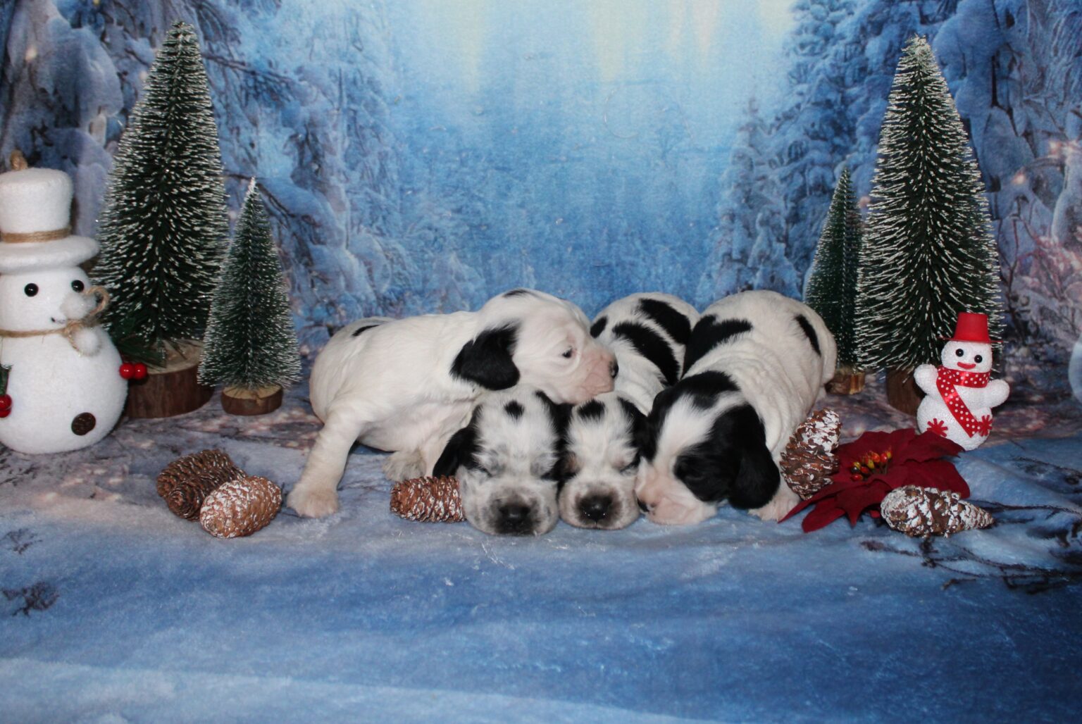 Cachorros de Cocker Spaniel Inglés