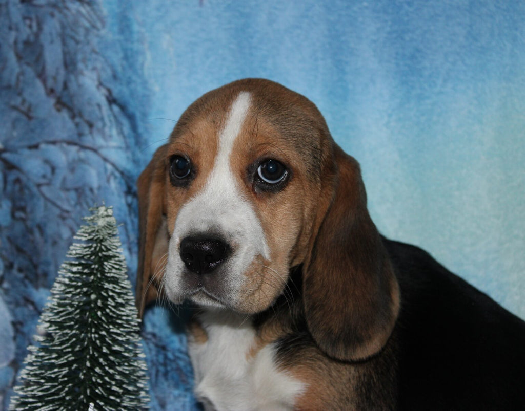 Hermosa BEAGLE hembra tricolor