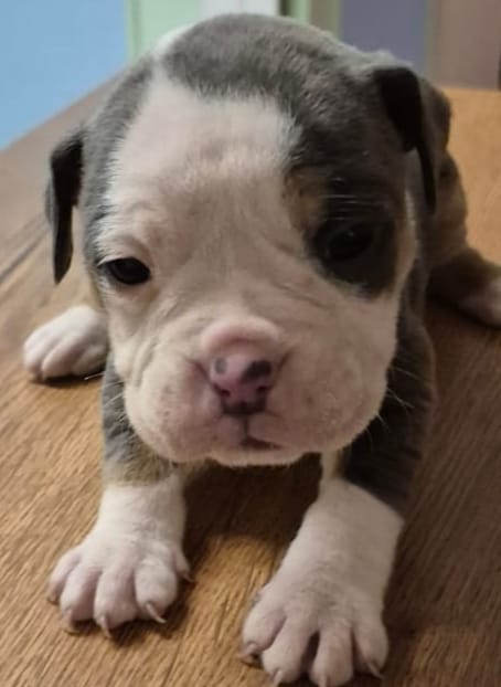 Bulldog inglés antiguo 4