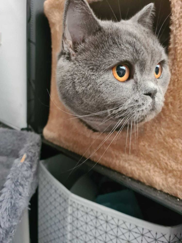 Yuki, una belleza con compostura inglesa