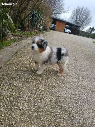 Cachorros de Pastor Australiano