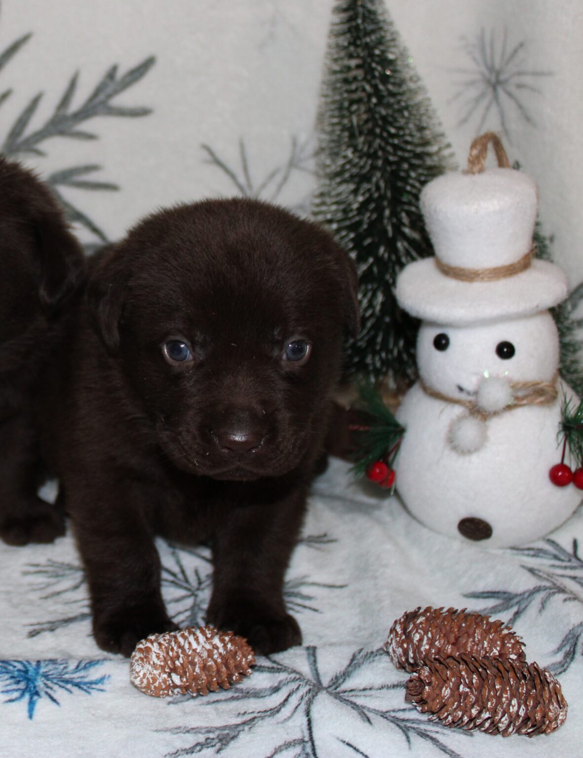 Cachorros de Labrador marrón de nuestro programa de cría
