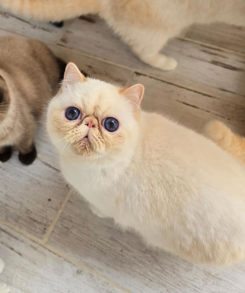 Gatito exótico de pelo corto
Bedoin