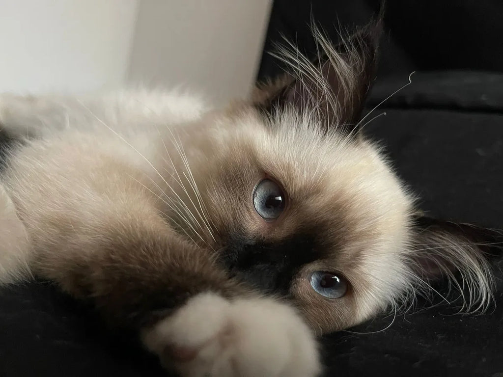 Gatitos Ragdoll Femenino y masculino