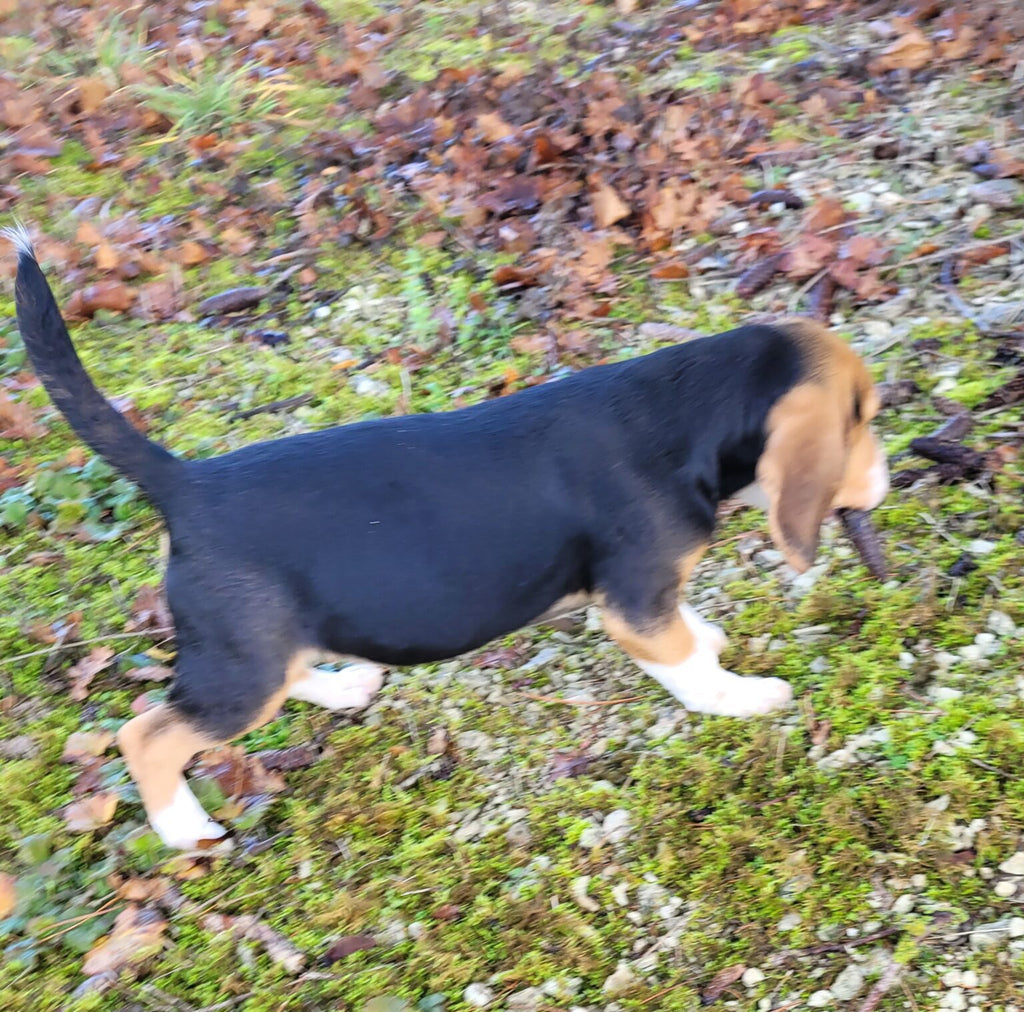 Beagle macho ARNY