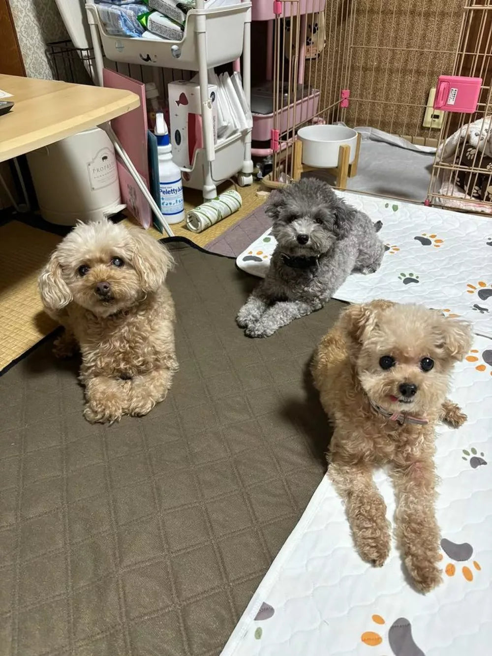 caniche Marsella y femenino