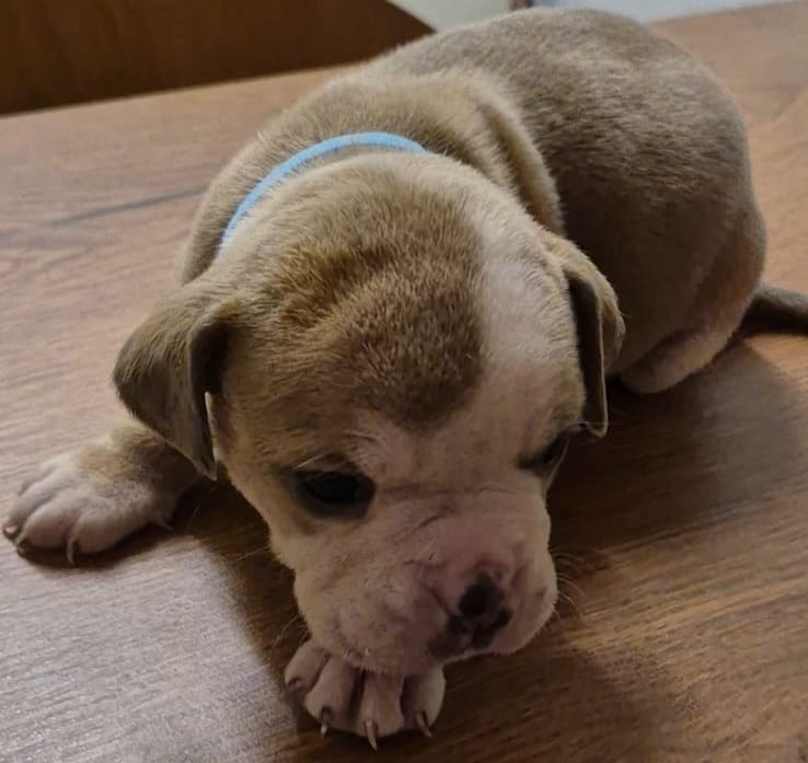 Bulldog inglés antiguo 2