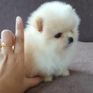 LULU DE POMERANIA BEBES TOY