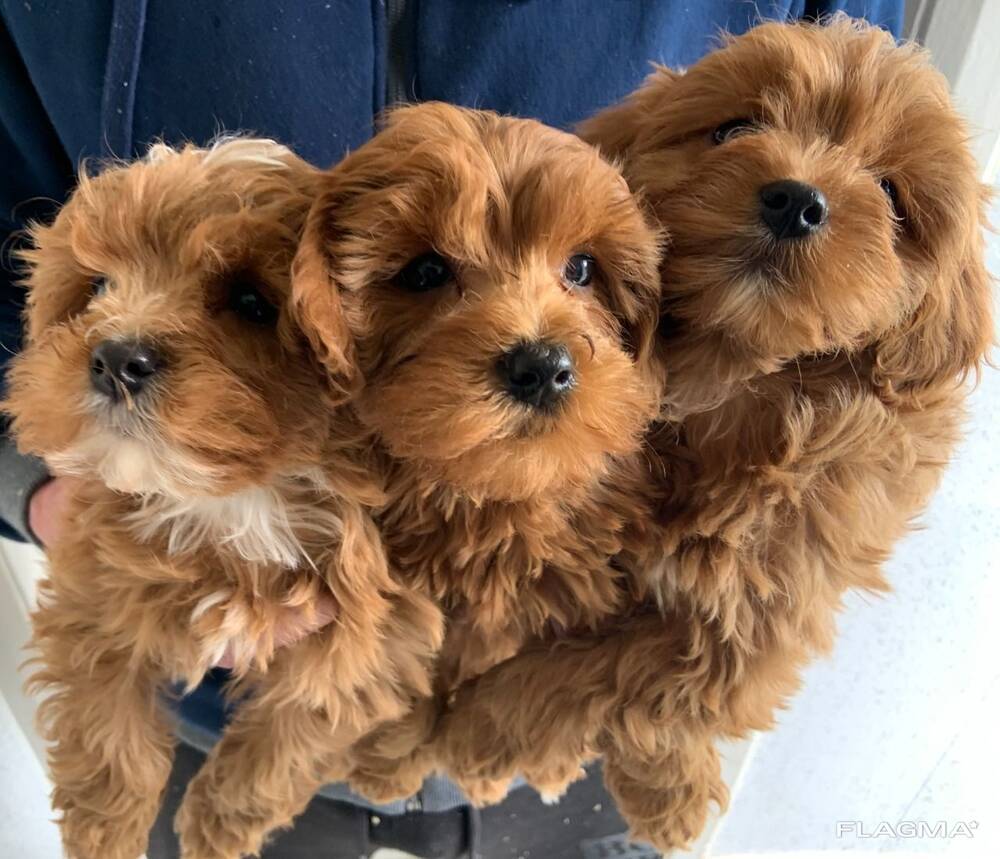 Cachorros Cavapoo