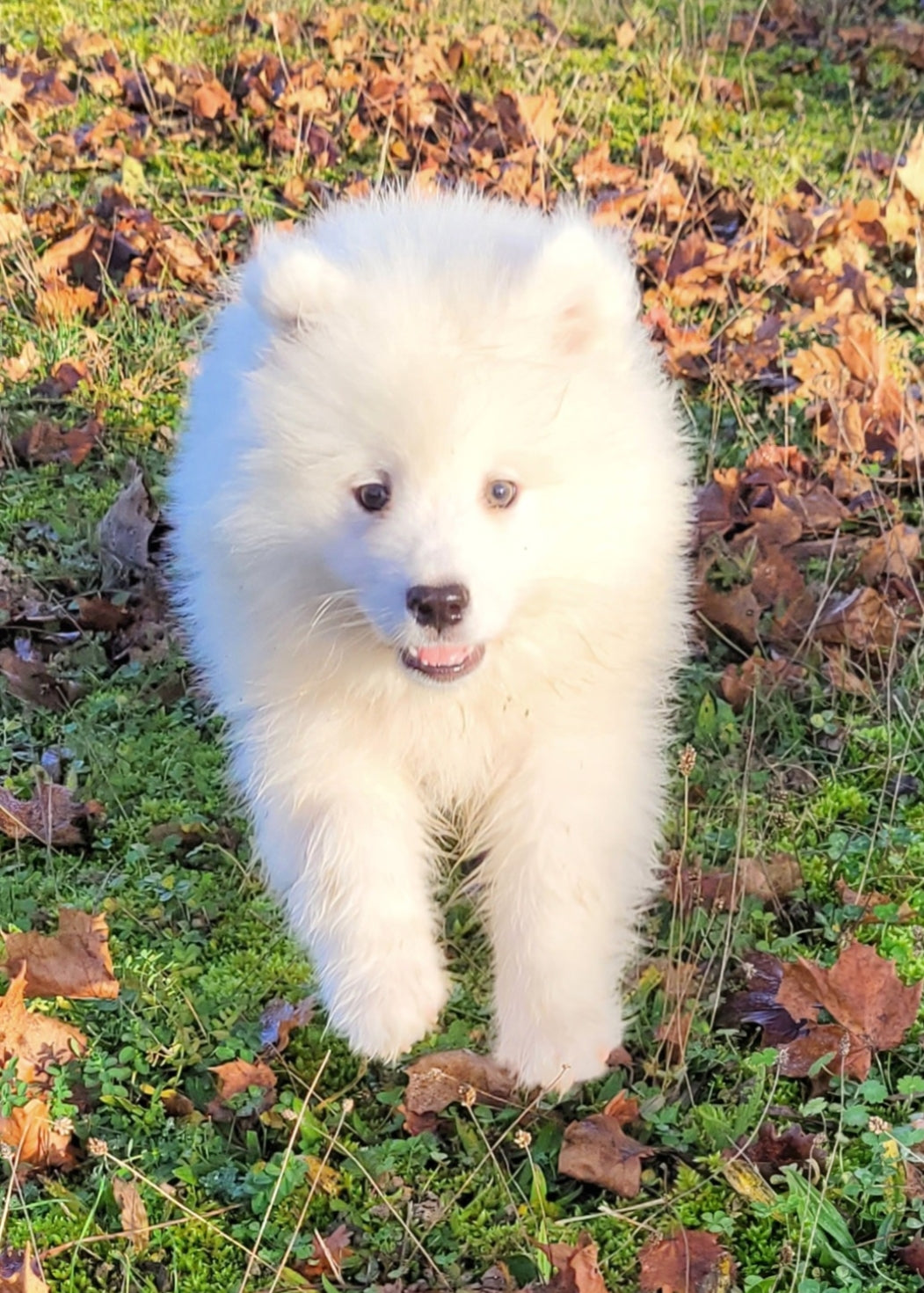 Samoyedo macho Algo