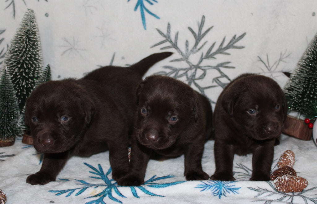 Cachorros de Labrador marrón de nuestro programa de cría