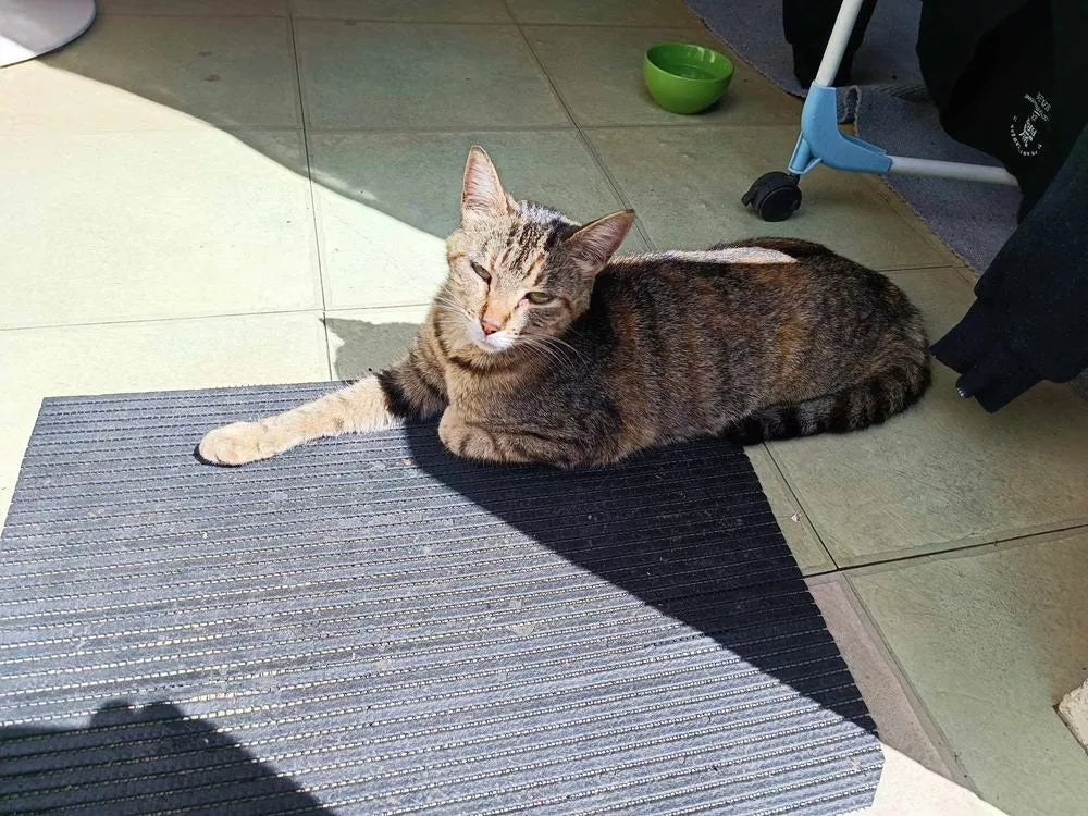 Adorable gatito tricolor en busca de una familia