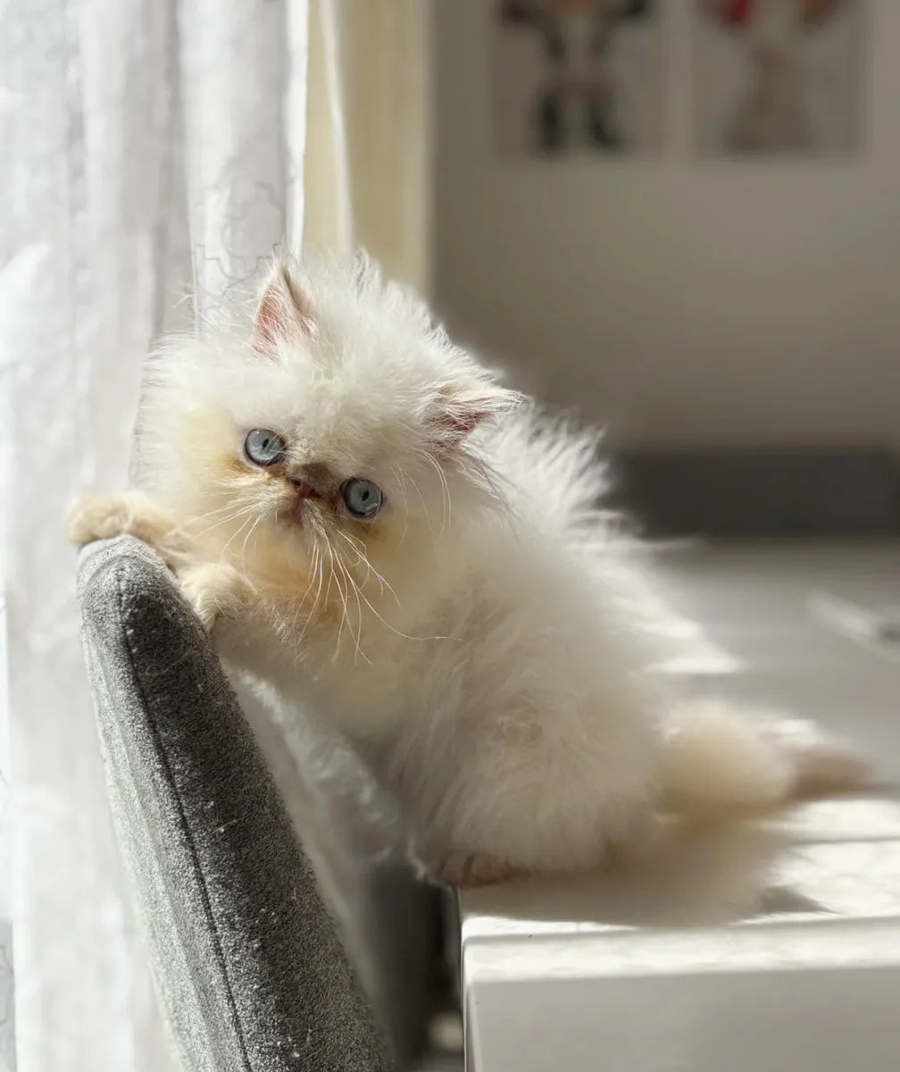 Persa Macho y Hembra Exótico Blanco