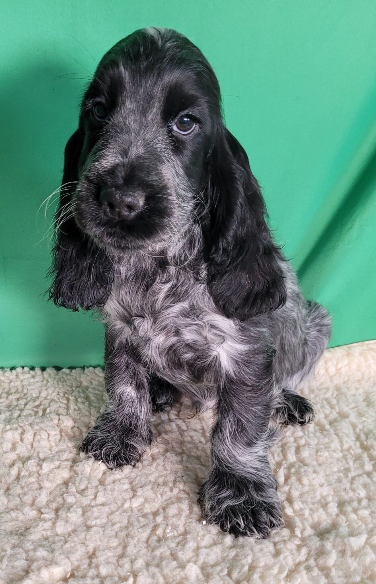 ANTARES macho Cocker Inglés