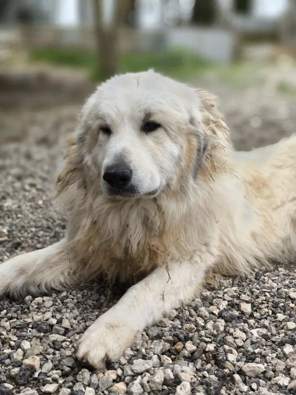 Perro de Montaña de los Pirineos (Patou).