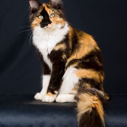 Maine Coon
