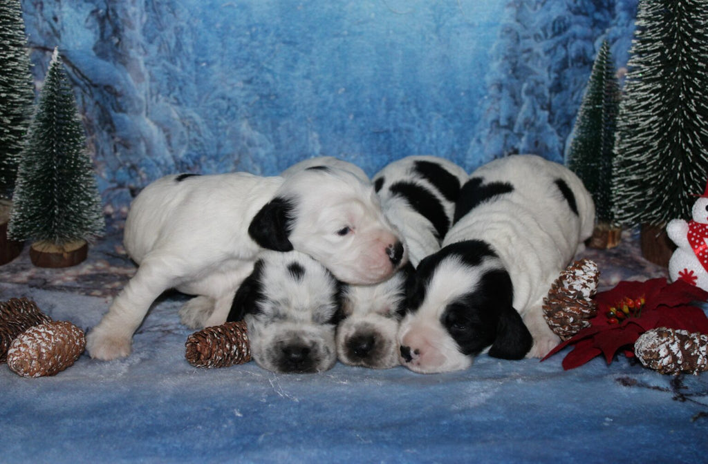 Cachorros de Cocker Spaniel Inglés