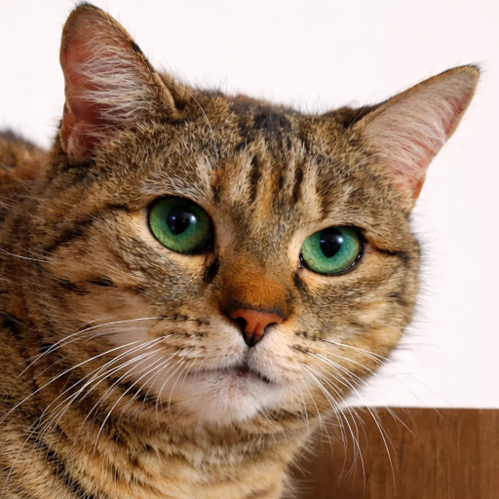 TIGRE SENIOR DE ISIS DE 2 AÑOS