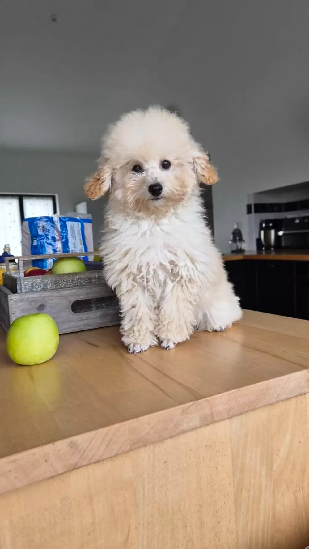 Caniche toy, Femenino