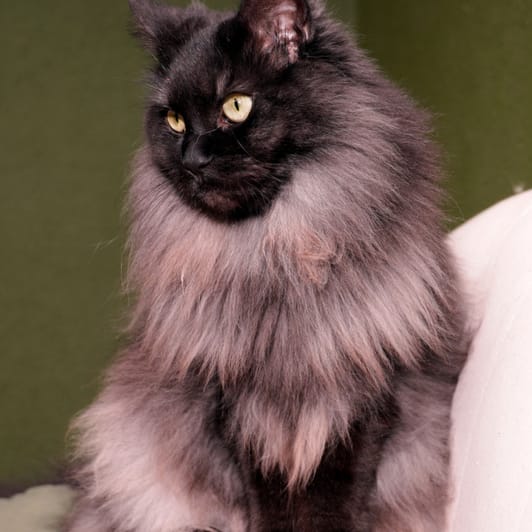 Maine Coon