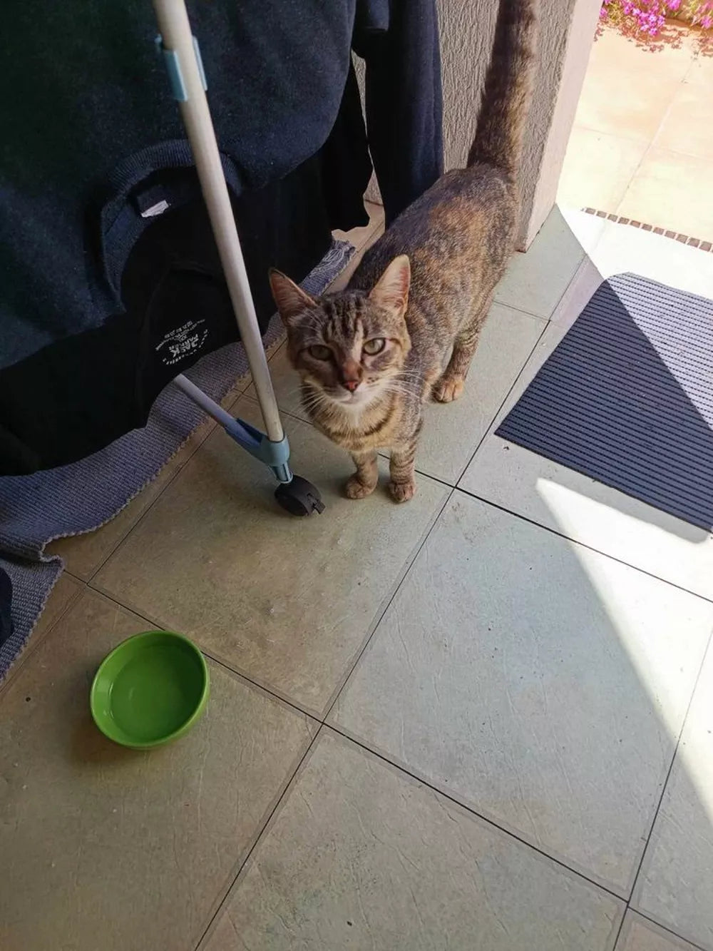 Adorable gatito tricolor en busca de una familia
