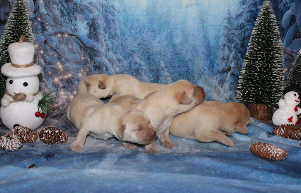 Cachorros de labrador amarillo (sable)