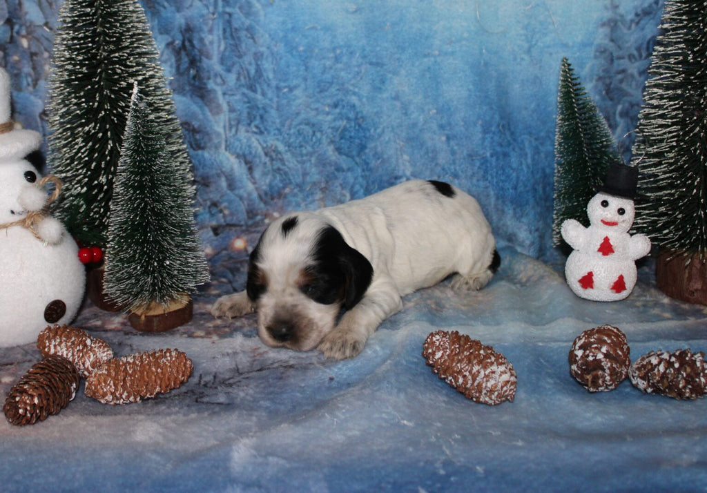 Cachorros de Cocker Spaniel Inglés
