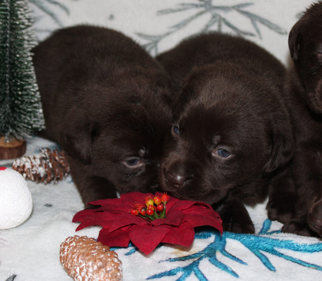 Cachorros de Labrador marrón de nuestro programa de cría