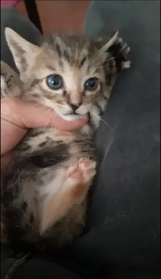 Hermosos Gaticos Atigrados