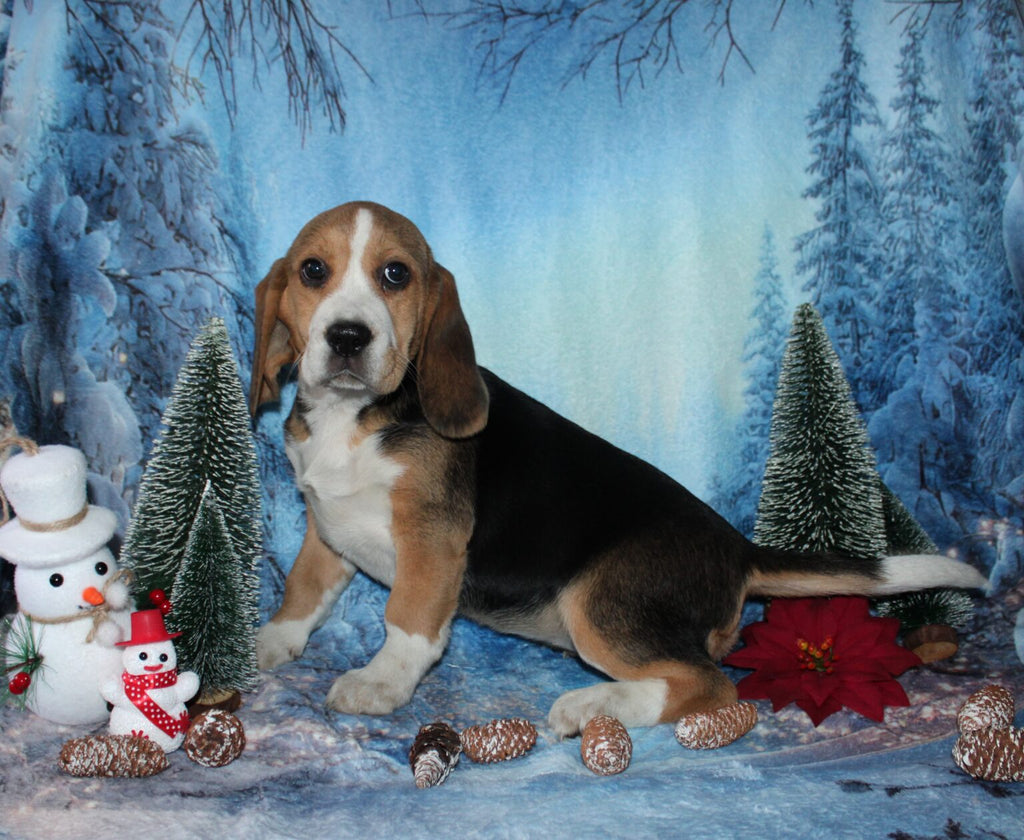 Hermosa BEAGLE hembra tricolor