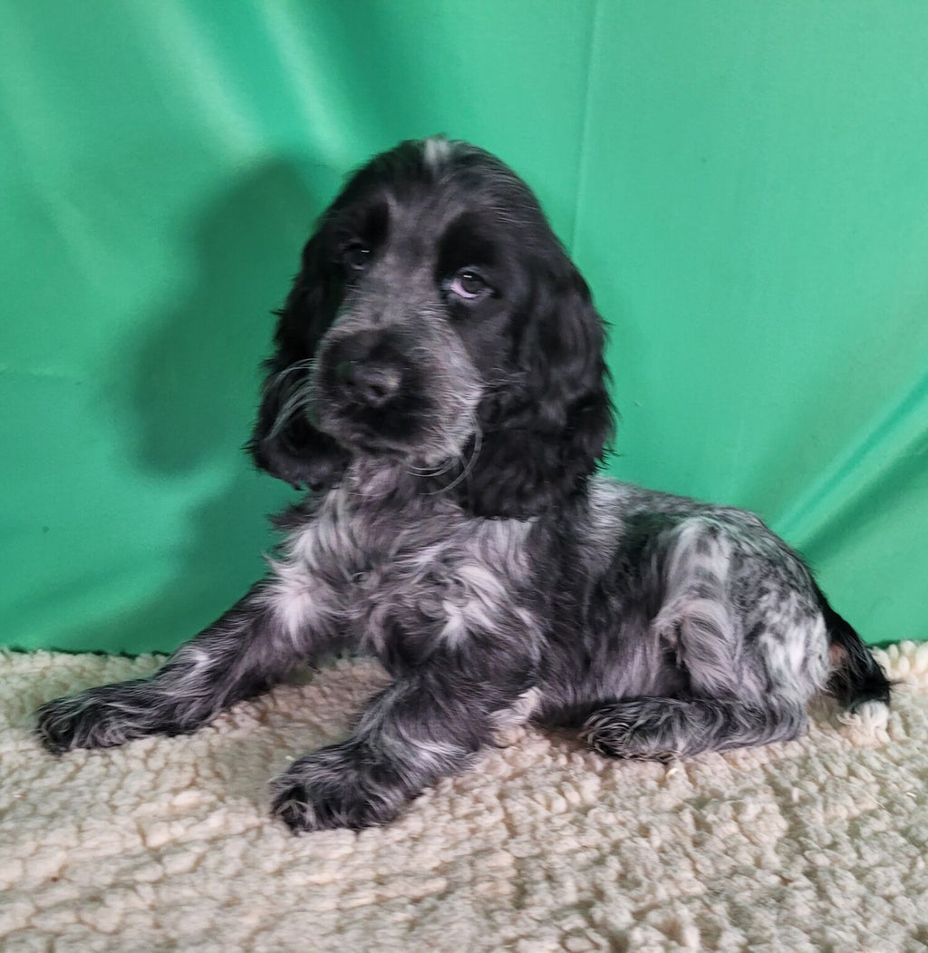 ANTARES macho Cocker Inglés