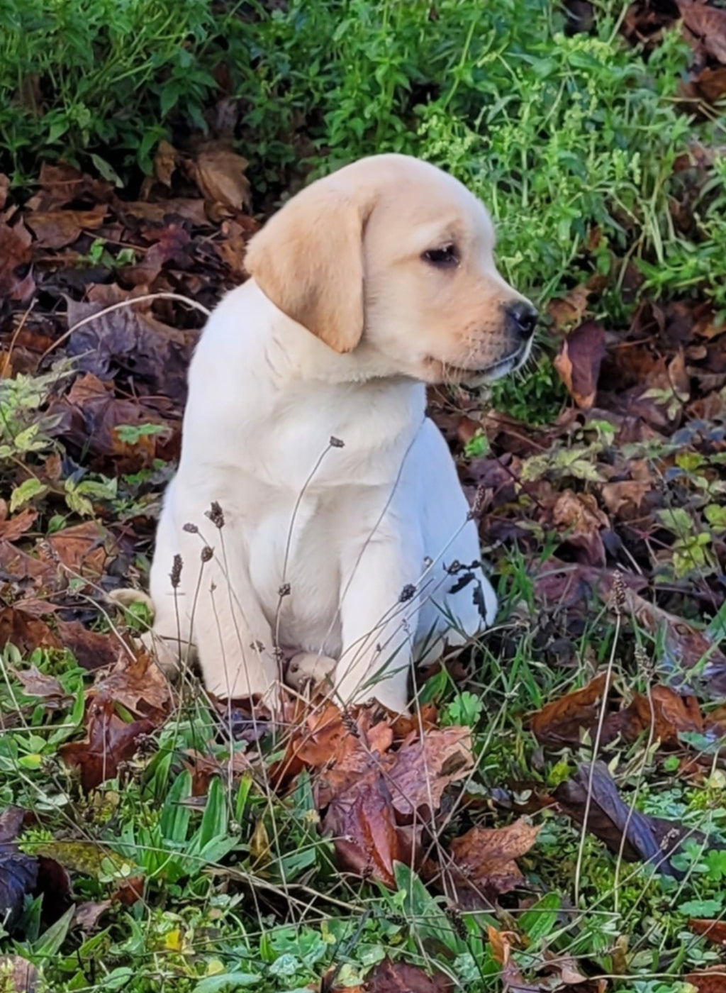 ANGE Macho Labrador LOF