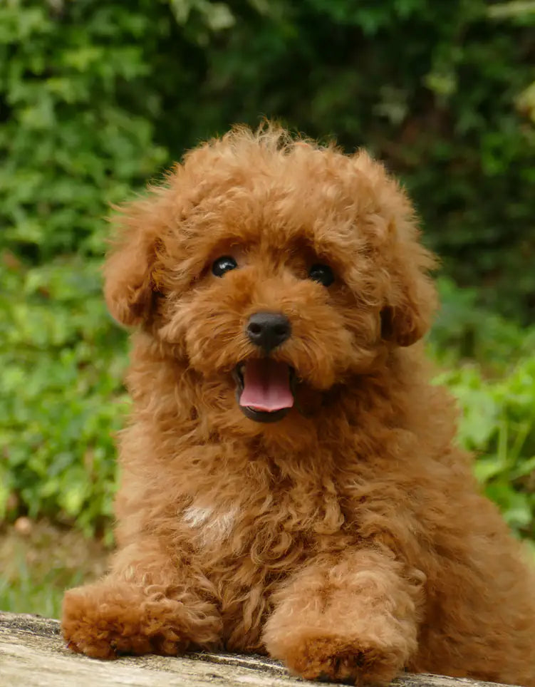 CACHORRO CANICHE TOY