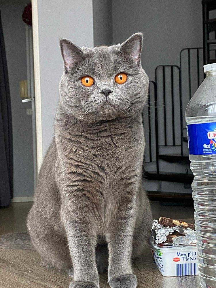 Yuki, una belleza con compostura inglesa