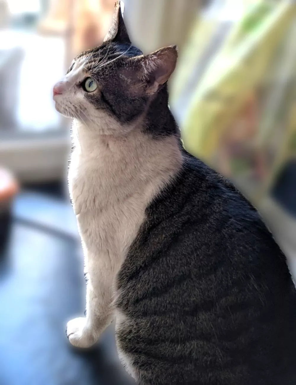 GATO TIGRE BLANCO BERNARD 3 AÑOS