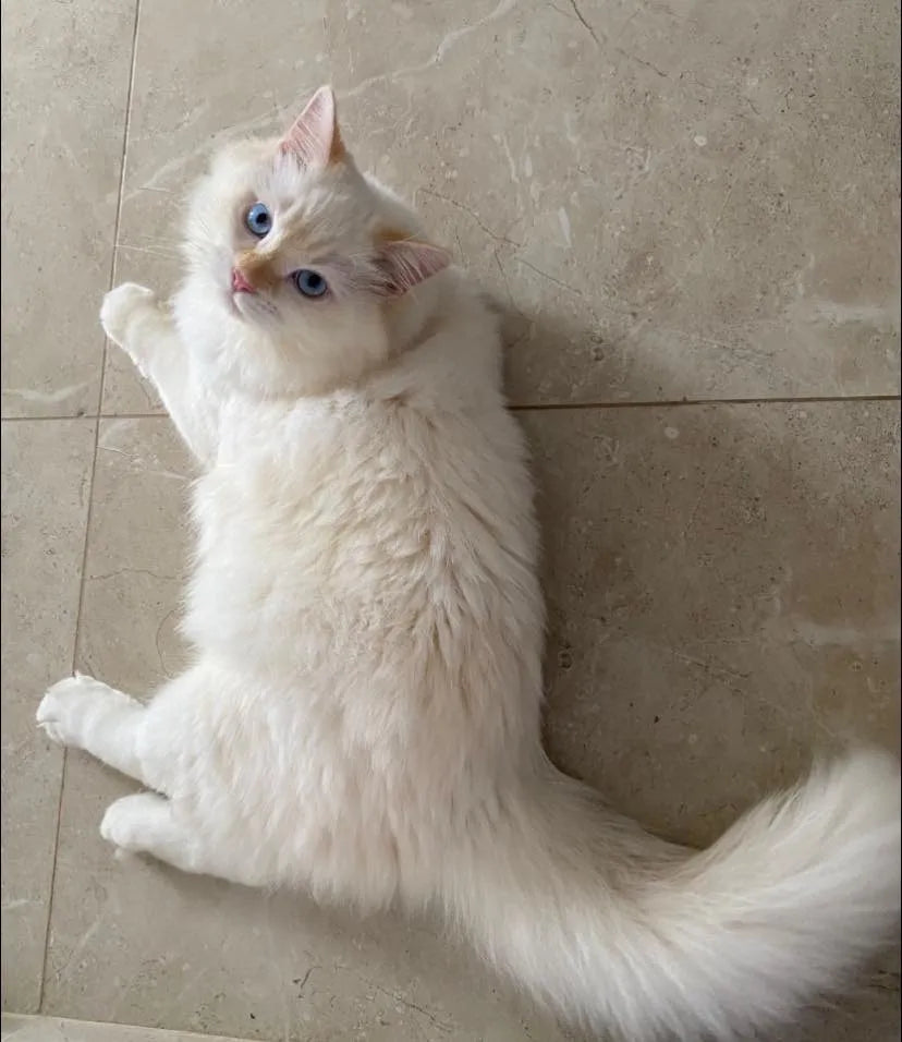 Gato Ragdoll Blanco