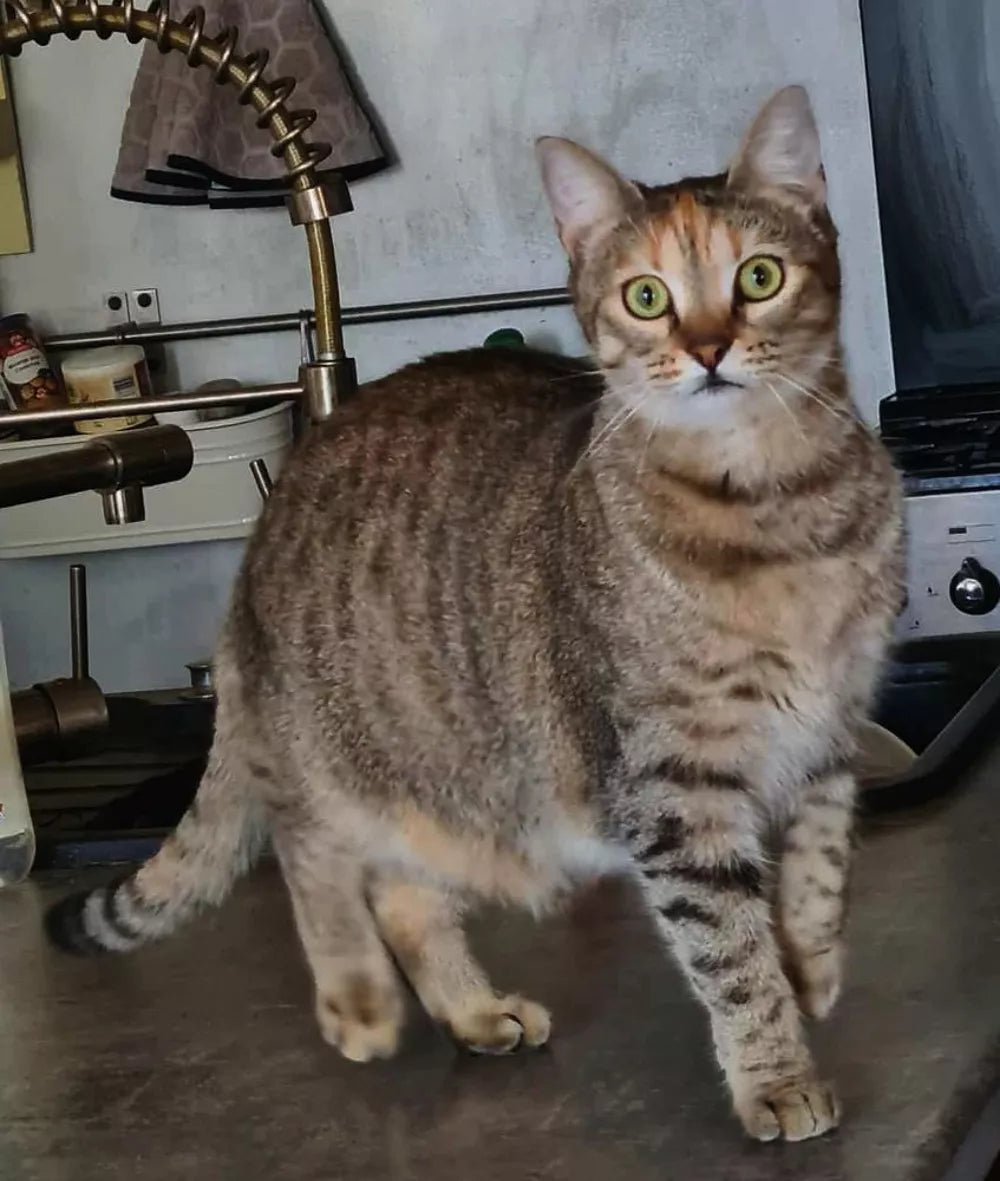 PRINCESA TIGRE HEMBRA DE 1 AÑO