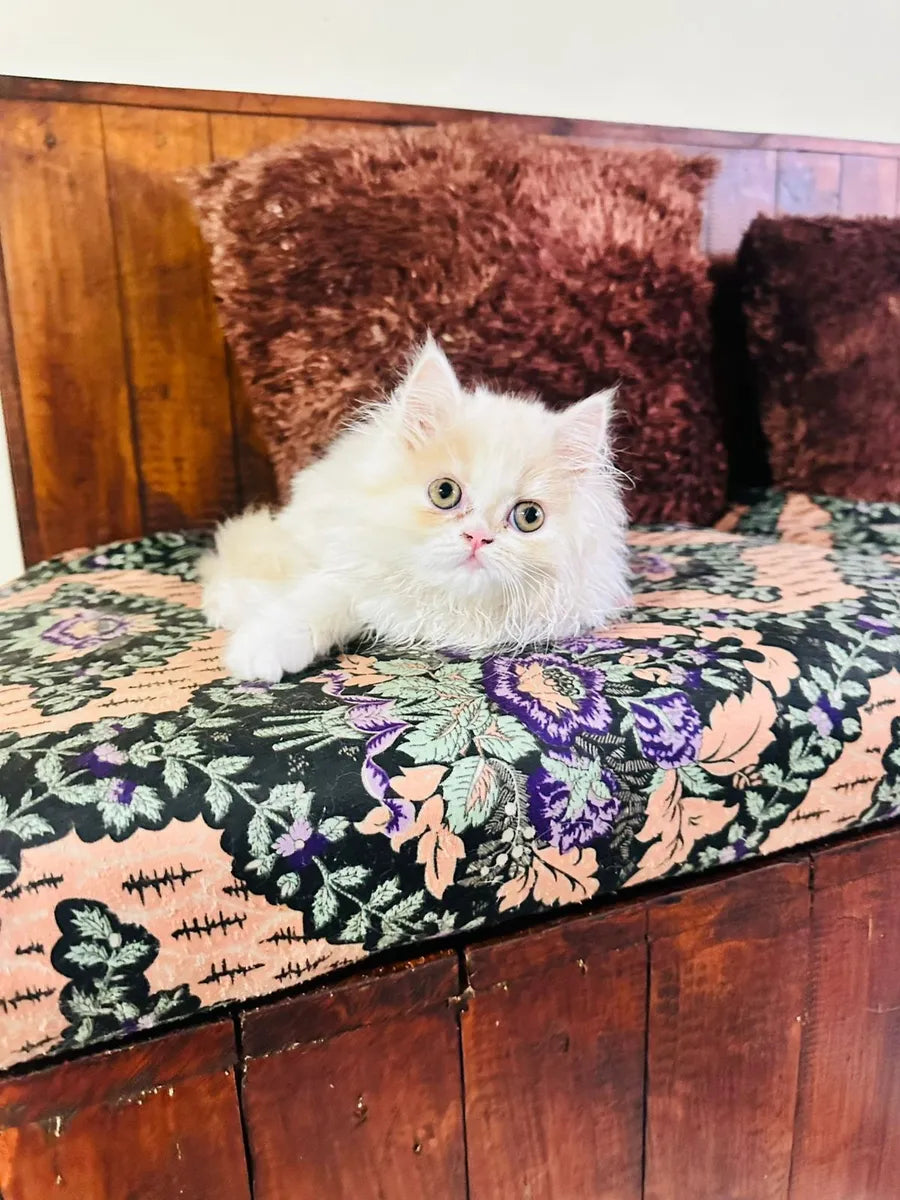 Gatas Persa Gatitas Medellín y  Hembra Bogotá Cali Bucaramanga Ibagué Blanco Y Naranja