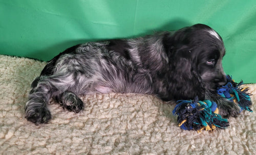 ANTARES macho Cocker Inglés