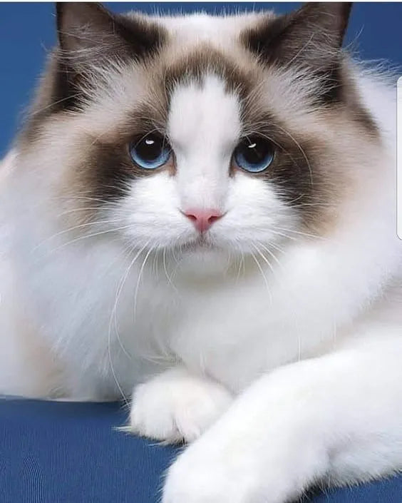 Hermosos Gatos Ragdoll Michis Pereira Manizales Cat Gatas