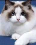 Hermosos Gatos Ragdoll Michis Pereira Manizales Cat Gatas