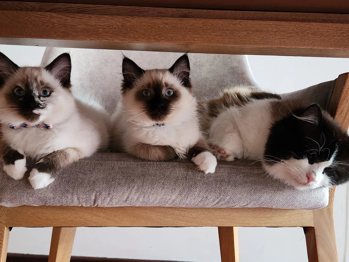 Gatitos Ragdoll Femenino y masculino