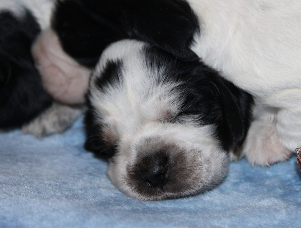Cachorros de Cocker Spaniel Inglés