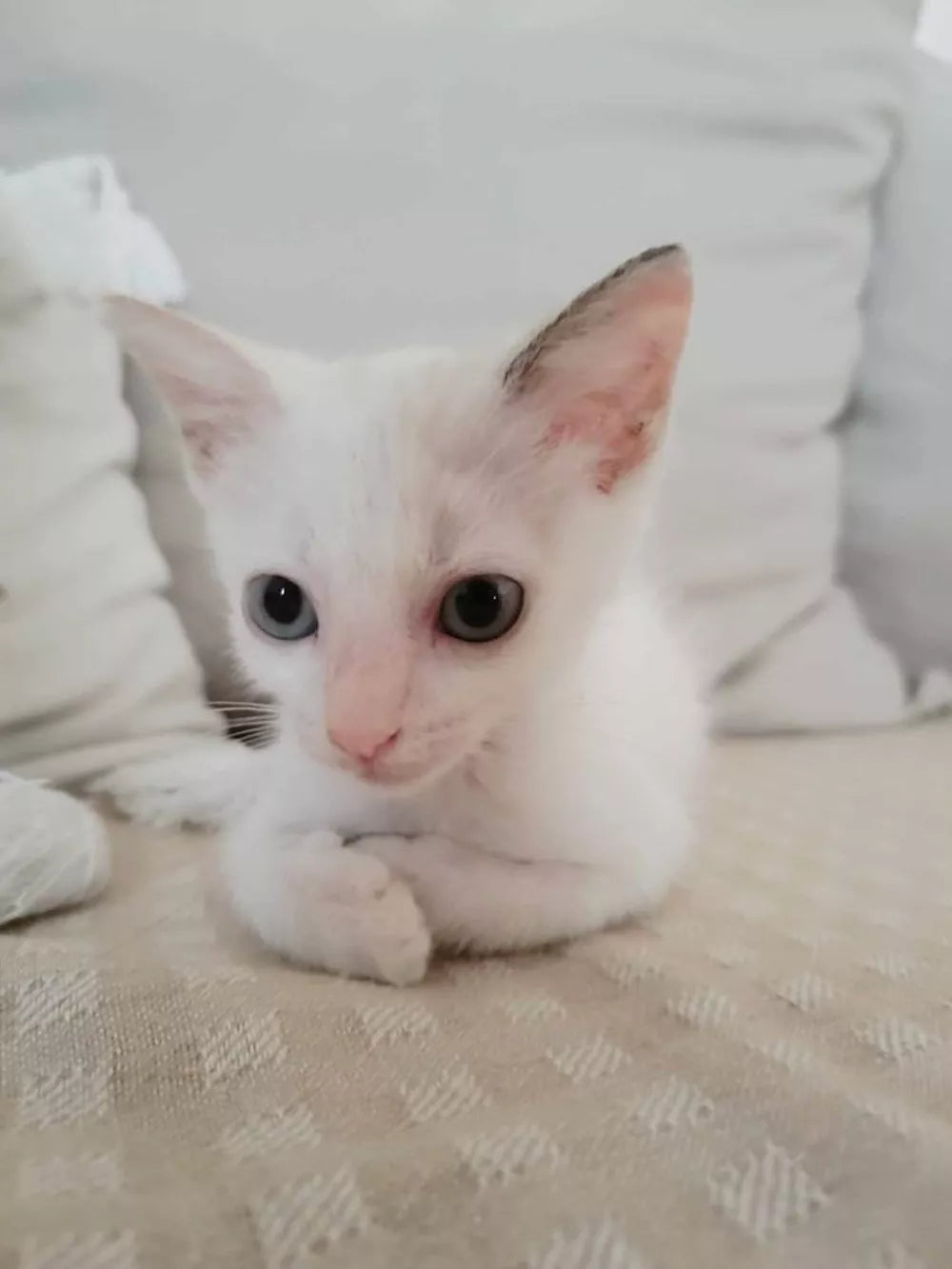 Lily Rose, la carita