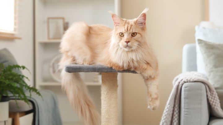 Maine Coon