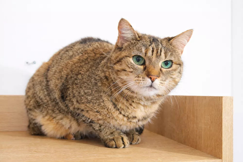 TIGRE SENIOR DE ISIS DE 2 AÑOS